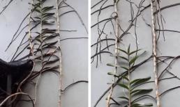 Trồng lan quá 'mát tay' đến nỗi cây leo 3 tầng nhà, gia chủ bị dân mạng phàn nàn vì chỉ tổ làm thang cho chuột trèo