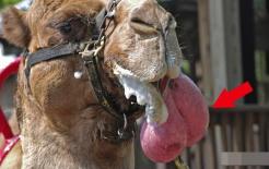 Quả bóng mà lạc đà nhổ ra khỏi miệng để làm gì?