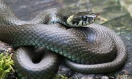 Tháng củ mật, ai khổ mặc kệ, 3 con giáp này giàu lại thêm giàu, kiếm tiền dễ như trở bàn tay