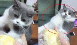 Phản ứng 'điếng người' của chú mèo khi ngửi mùi sầu riêng khiến dân mạng bật cười