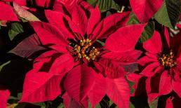 Tết Tân Sửu 2021, đặt ngay những loài hoa này vào nhà mang lại may mắn, tài lộc cho gia chủ