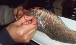 Ngoài cách dùng gừng và rượu, còn có một mẹo nhỏ khác để khử mùi tanh của cá, giúp cá mềm và ngon hơn