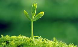 Xuân sang, những điềm báo mang đến may mắn, tài lộc và quý nhân sắp gõ cửa