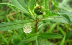 Ở quê có một loại cỏ dại gọi là “thuốc nhuộm tóc tự nhiên”, thực chất là một loại thuốc giảm tóc bạc rất tốt