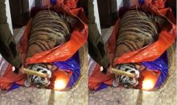 Tịch thu con hổ nặng 2,5 tạ nằm giữa sân nhà dân để chờ nấu cao