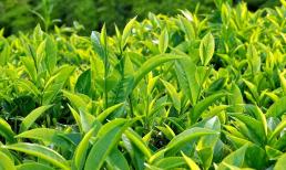 Trà xanh và những lợi ích không ngờ đối với sức khỏe