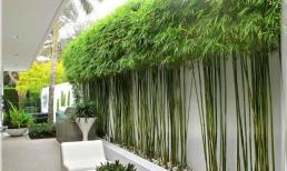 Trồng cây gì trước nhà cho hợp phong thủy, đem may mắn, tài lộc đến cho gia chủ?