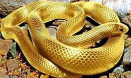 3 con giáp nhận nhiều may mắn giữa tháng Chạp, thu nhập tăng vọt, đón Tết rủng rỉnh