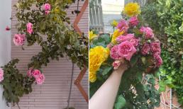 Mẹ đảm sở hữu vườn hồng hơn 200 loại khác nhau tiết lộ 9 điều nhất định cần nhớ nếu trồng hoa tại nhà