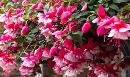 3 loại hoa thích hợp nhất cho người mới trồng, hoa nở cực nhiều và đẹp