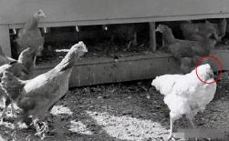 Tại sao con gà trống không đầu Mike có thể sống sót?