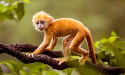 Sau Rằm tháng Chạp: 3 con giáp được trời ban phước lành, vô vùng may mắn, cuộc sống sung túc đủ đầy