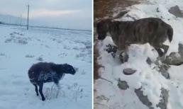 Rùng mình trước sự khắc nghiệt của mùa đông, lạnh đến mức chó và cừu đang đi bị đóng băng chết cóng