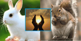 Trắc nghiệm tâm lý: Con vật nào mà bạn yêu thích nhất? Để xem vận mệnh của bạn trong tương lai sẽ như thế nào nhé!