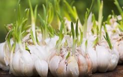 Tỏi mọc mầm quý hơn 'vàng', rất nhiều người không biết điều đó