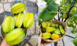 Mẹo trồng khế trong chậu sai trĩu quả, cho trái quanh năm không phải ai cũng biết