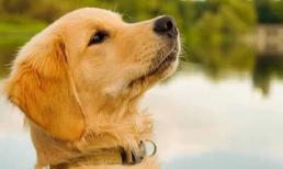 6 tháng đầu năm 2021, Top 3 con giáp thoát khỏi vận nghèo đeo bám, vừa đỏ tình vừa đỏ tiền, quý nhân gõ cửa, muốn nghèo cũng khó