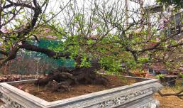 Cây đào cổ thụ dáng 'rồng bay, phượng múa' được đại gia bỏ 200 triệu thuê về chơi Tết