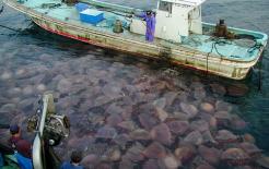 Cơn ác mộng của ngư dân Nhật Bản, một lũ sứa khổng lồ từng tấn công tàu đánh cá và chiếm đóng cả nhà máy điện hạt nhân