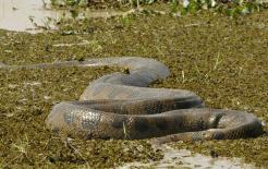 Sông Amazon khủng khiếp như thế nào? Có một cậu bé bị rơi xuống sông và bị ăn thịt chỉ trong tích tắc