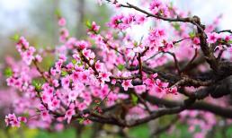 Cách chọn mua đào đẹp, bí quyết giữ hoa đào tươi lâu trong dịp Tết ai cũng nên biết