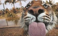 Câu nói: “Khi hổ liếm, mất một miếng da”! Không lẽ con hổ có sức mạnh như vậy sao?