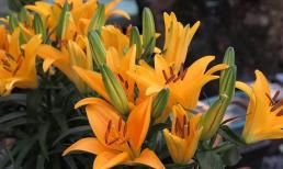 Tết Tân Sửu 2021, những loại hoa tuyệt đối không đặt lên ban thờ kẻo mất hết tài lộc, mang vận xui đến nhà