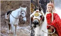 Dương Khiết rơm rớm nước mắt chia sẻ bí mật về cái chết thảm thương năm 1997 của ngựa Bạch Long trong bản 'Tây Du Ký'