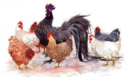 Tân Sửu 2021: 3 con giáp dính “Tam Tai”, làm gì cũng phải thật cẩn trọng