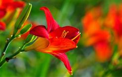 Năm 2021, những người cầm tinh con rồng mặc quần áo màu gì sẽ vượng nhất? 