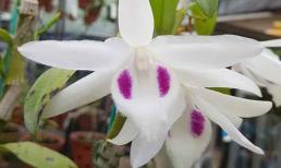 Nghệ nhân Phan Thanh Lương và niềm say mê bất diệt với loại hoa lan đột biến