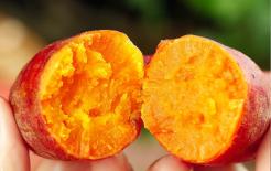 Khi mua khoai lang nên chọn củ to hay củ nhỏ? Lão nông dạy bạn 3 mẹo nhỏ, khoai lang mua về sẽ mềm và ngọt