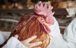 Khi mua gà sống, làm thế nào để phân biệt giữa 'gà non' và 'gà già'? Hướng dẫn bạn 4 thủ thuật, đừng để bị lừa nữa