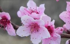 Đầu tháng 1 âm lịch, 3 con giáp có quý nhân dẫn đường, thiện ý có phần thưởng, sao may mắn chiếu mệnh