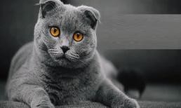 Top 3 con giáp ăn nên làm ra, may mắn ngập nhà, giàu sang tột đỉnh, vận trình sự nghiệp khởi sắc trong tháng Giêng năm Tân Sửu 2021