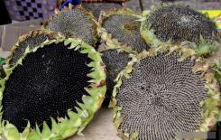 Ăn một nắm hạt hướng dương mỗi ngày, 4 lợi ích đang chờ đợi bạn, giảm lượng đường trong máu và cholesterol, thúc đẩy khả năng sinh sản!