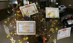 Học sinh giỏi bắt trend siêu ngầu khi decor cây cảnh chơi Tết toàn giấy khen xịn