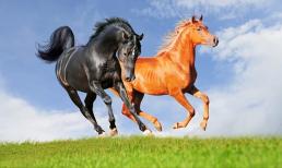 3 con giáp may mắn hơn người, phú quý vây quanh, một bước đổi đời từ sau rằm tháng Giêng