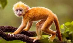 Đúng ngày vía Thần Tài, 3 con giáp may mắn này tài lộc đỏ như son, quơ tay là có tiền