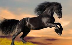 Thật bất ngờ cho những con ngựa sinh vào những tháng này... ngôi sao may mắn tái sinh, cuộc sống không có ai kém!