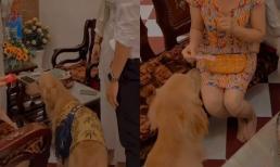 Khoảnh khắc cún cưng xếp hàng nhận lì xì 'như đúng rồi' và cái kết khiến ai cũng ghen tị