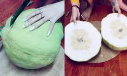 Bổ bưởi khổng lồ ngày Tết, cô gái thu được chiến lợi phẩm 'cười ra nước mắt'