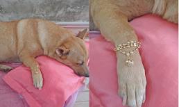 Chú chó được 'sen' mua cho lắc vàng bạc triệu đón ngày Thần Tài khiến bao người ghen tỵ