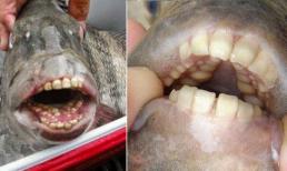 Ngư dân bị sốc khi bắt được cá có bộ răng cửa giống răng con người