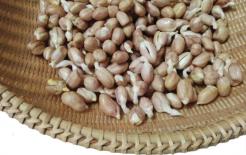 Sau khi 4 loại rau này nảy mầm, không những không có hại mà dinh dưỡng có thể tăng lên gấp đôi, hầu hết mọi người đều vứt bỏ lãng phí