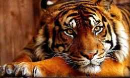 Những người sinh năm này trong năm 2021 chắc chắn làm kinh doanh sẽ hanh thông thuận lợi, phát tài may mắn