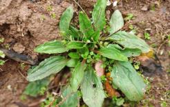 Loại cỏ này thường mọc ở ven đường, không chỉ chống khuẩn và chống viêm, nó còn có 3 lợi ích này, nhiều người tiếc là không biết sớm