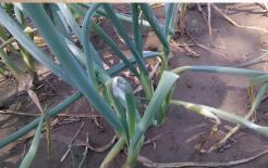 'Ba kho báu' ẩn trong nhà bếp, bác sĩ: ăn thường xuyên hơn giúp giảm đau, xua tan cảm lạnh, ấm bụng và giúp tiêu hóa