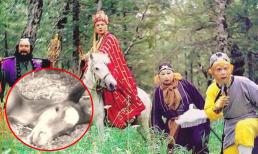 Cái chết bi thảm ngoài đời của chú ngựa Bạch Long trong 'Tây Du Ký'