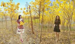 Loài hoa có nguồn gốc Nam Mỹ nở vàng rực ở Bắc Giang, dân tình chỉ muốn lao đến checkin luôn và ngay